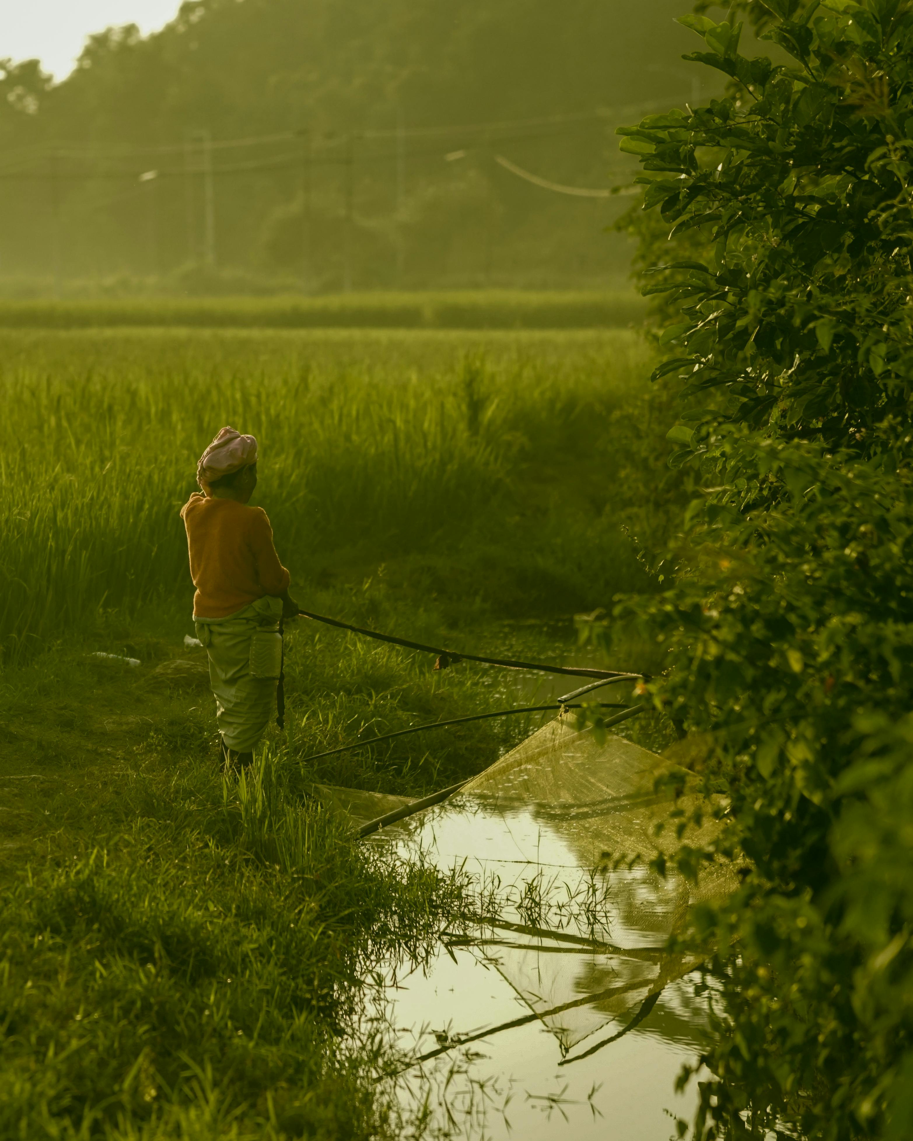 Indian farmer at sunrise in a lush green field